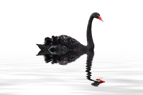 Navigating the Black Swan - A lesson in leadership